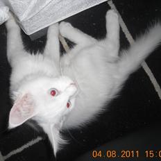 Maine Coon Eigil-Gandalf