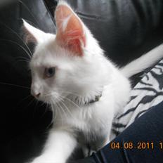 Maine Coon Eigil-Gandalf