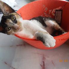 Cornish Rex Padmé Amidala