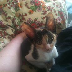 Cornish Rex Padmé Amidala