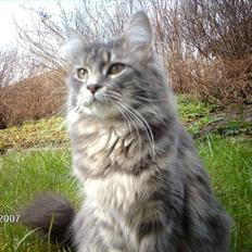 Maine Coon DK WaterCoons Blue Jean (Dollar)