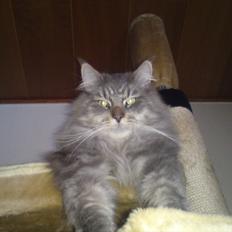 Maine Coon DK Engberg's Arkimedes (kælenavn Surfer)