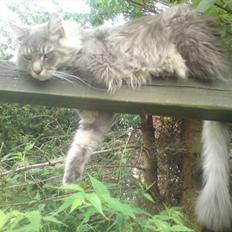 Maine Coon DK Engberg's Arkimedes (kælenavn Surfer)