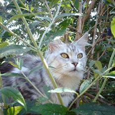 Maine Coon DK Agerskov's Bailey (Malou)