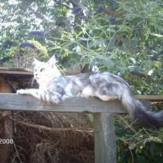 Maine Coon DK Agerskov's Bailey (Malou)