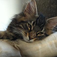 Blanding af racer Poecsii