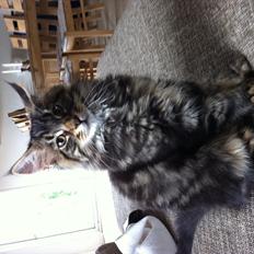 Blanding af racer Poecsii