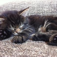 Blanding af racer Poecsii