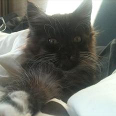 Blanding af racer Tadeus