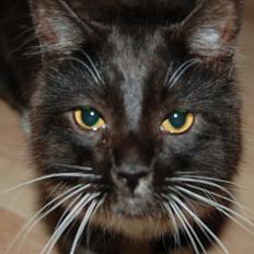 Blanding af racer Tadeus