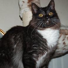 Blanding af racer Tadeus