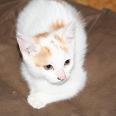 Huskat Gniske