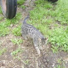 Blanding af racer Max