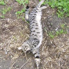 Blanding af racer Max