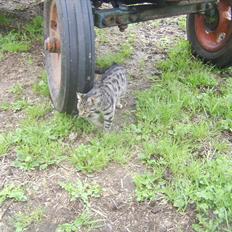 Blanding af racer Max