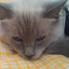Ragdoll Eigil