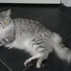Maine Coon Silke