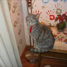 Huskat sigurt <3 (min)