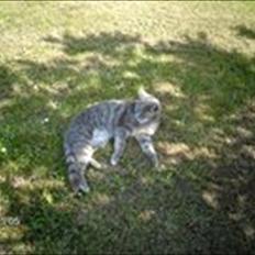 Huskat sigurt <3 (min)