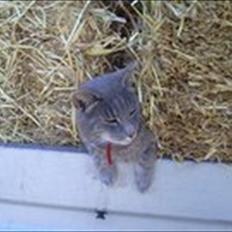 Huskat sigurt <3 (min)