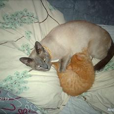 Siameser /huskat delle (mors)