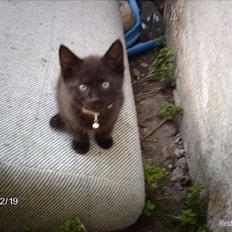 Huskat prop (mosters)