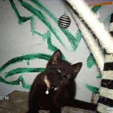 Huskat prop (mosters)