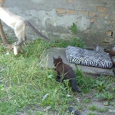 Huskat prop (mosters)