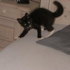 Huskat Fedtmule solgt & savnet! :'(