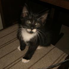 Huskat Fedtmule solgt & savnet! :'(