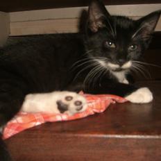 Huskat Fedtmule solgt & savnet! :'(