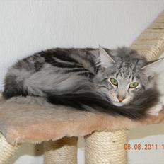 Norsk Skovkat †Darwin von der Bohlkate†