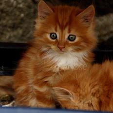 Blanding af racer Viggo