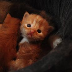 Blanding af racer Viggo