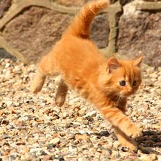 Blanding af racer Thomas Omayley