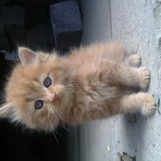 Blanding af racer Thomas Omayley