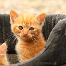 Blanding af racer Bette Mis.