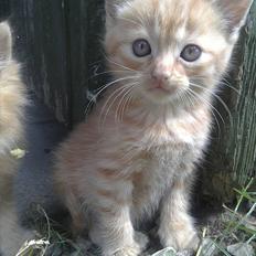 Blanding af racer Bette Mis.