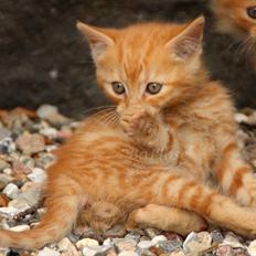 Blanding af racer Bette Mis.