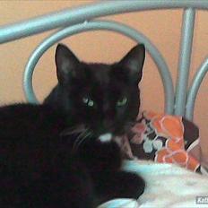 Huskat loppe (r.i.p.)