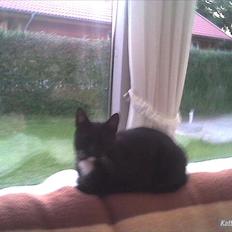 Huskat loppe (r.i.p.)