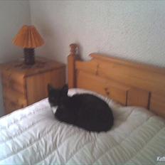 Huskat loppe (r.i.p.)