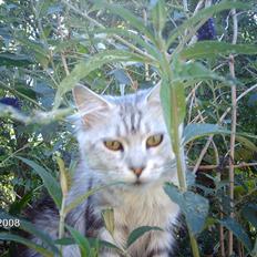 Maine Coon DK Agerskov's Bailey (Malou)