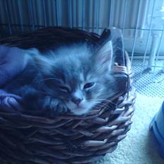 Maine Coon Lucky Coon's Kazandra is an Angle <3 (Kazandra)