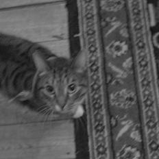 Huskat Feline (R.i.P)