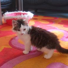 Blanding af racer Nubis