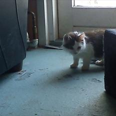 Blanding af racer Nubis