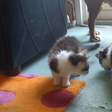 Blanding af racer Nubis