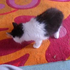 Blanding af racer Magnus