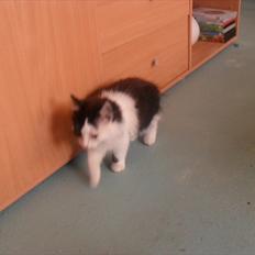 Blanding af racer Magnus